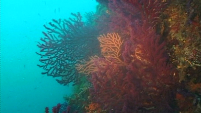 Collegamento al video: Sistema Aree Protette - Area Marina Protetta Isole Tremiti